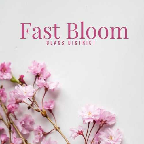 Fast Bloom