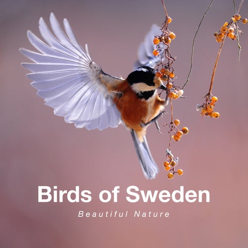 Beautiful Nature