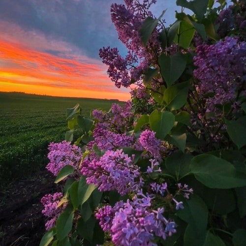 сирень