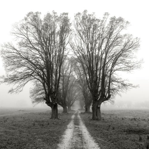 Bleak Spring