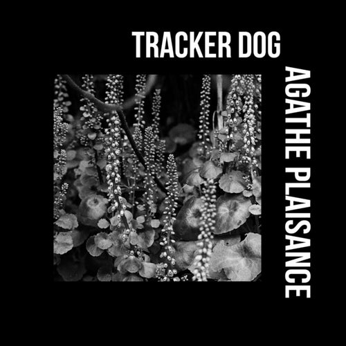 Tracker Dog