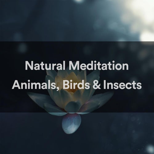 Natural Meditation - Animals, Birds And Insects Vol. 1