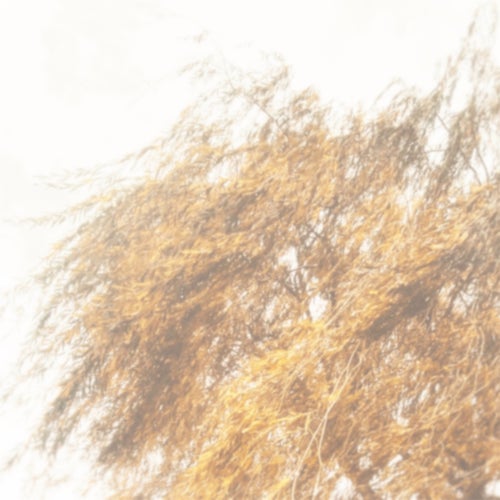 Salix