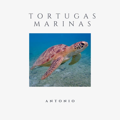 Tortugas Marinas