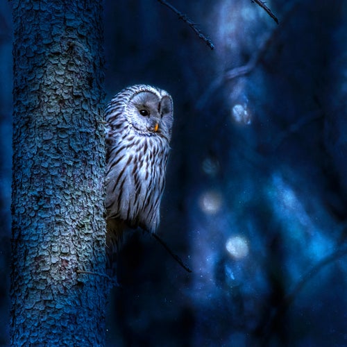night owl