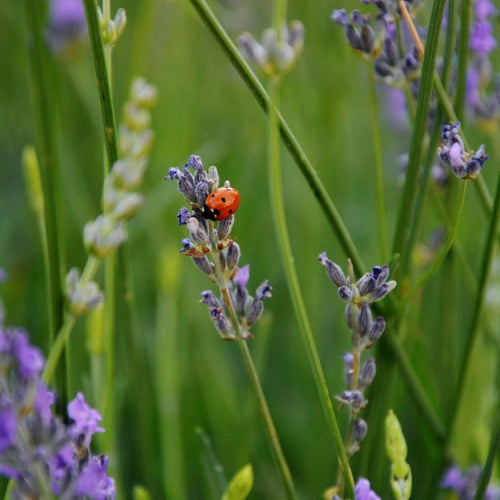 Study Lo‑Fi Chillhop