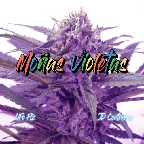 Moñas Violetas