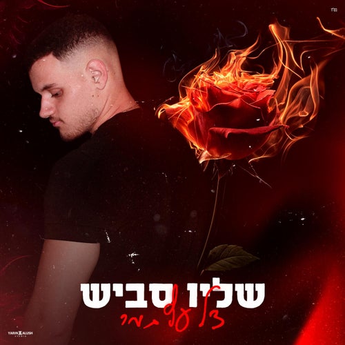 צל עץ תמר