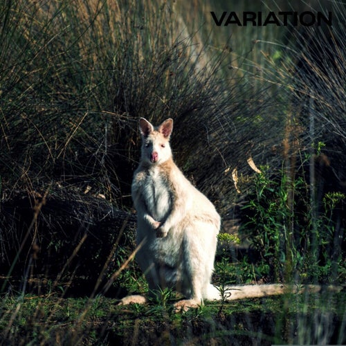 VARIATION