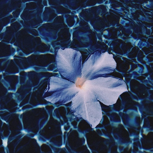 Blue Jasmine