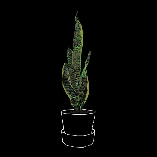 Skrifstofuplanta