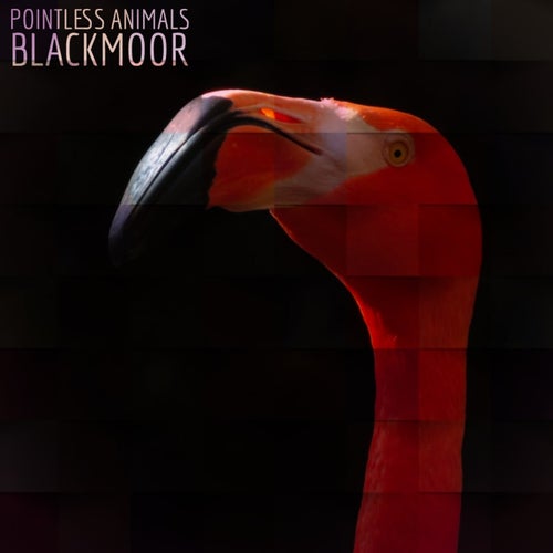 Blackmoor