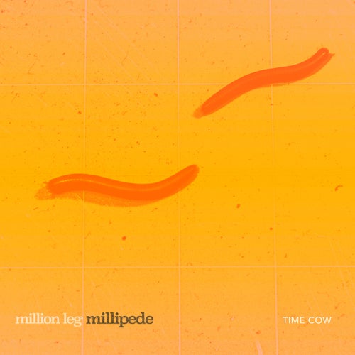 Million Leg Millipede