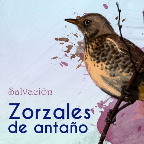 Zorzales de Antaño…Salvación