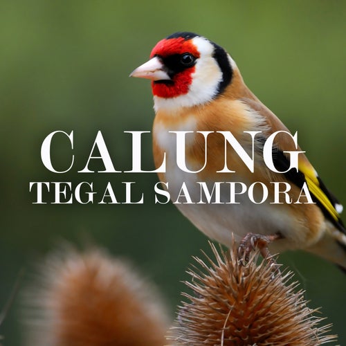 Calung Tegal Sampora