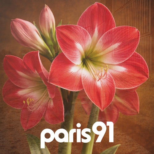 Amaryllis