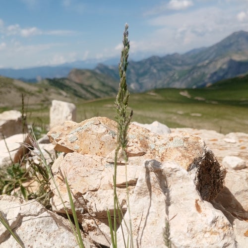 Alçak Ceviz Dalları