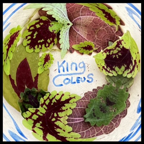 King Coleus Vol. 1