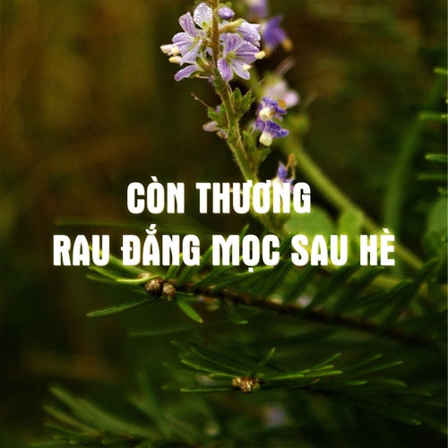 Còn Thương Rau Đắng Mọc Sau Hè