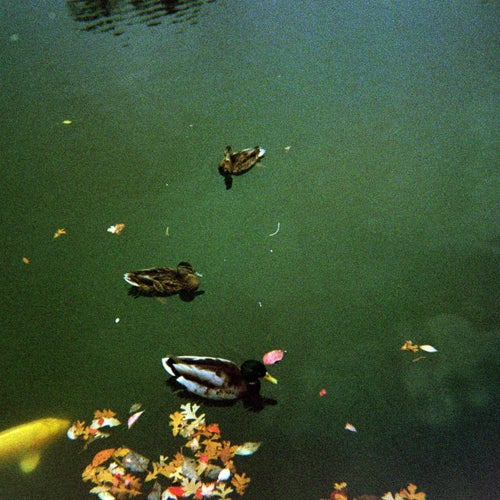 Pond