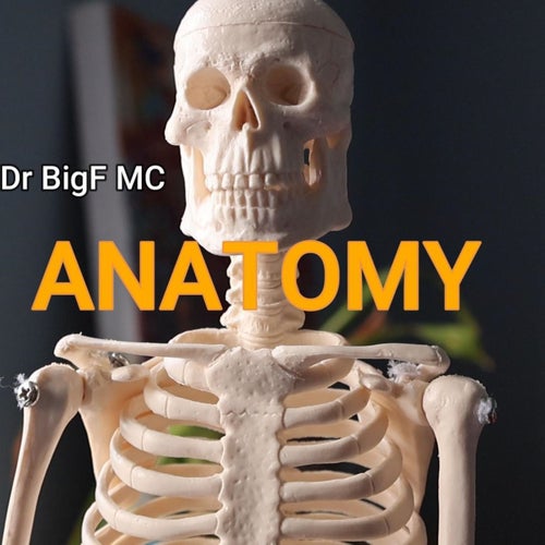 Anatomy