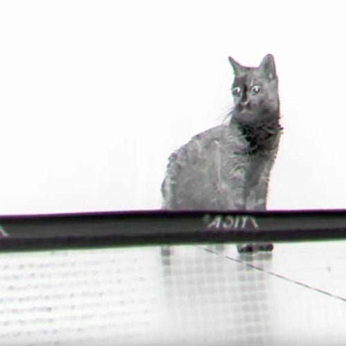 Catwatching
