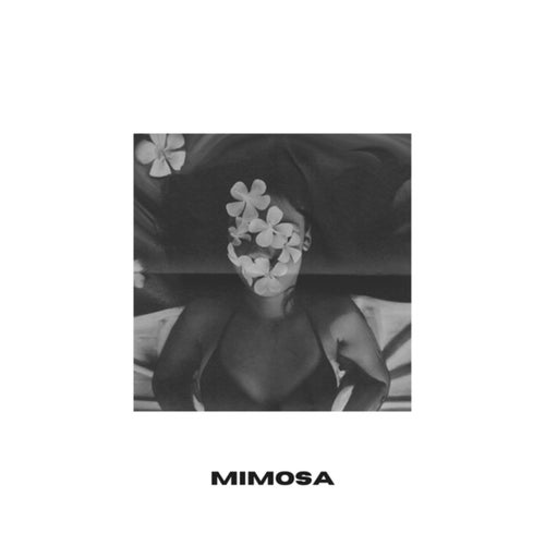 Mimosa