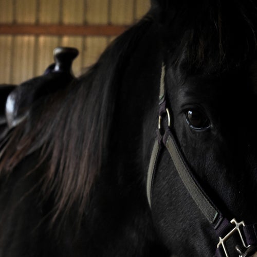 Dark Horse Slow