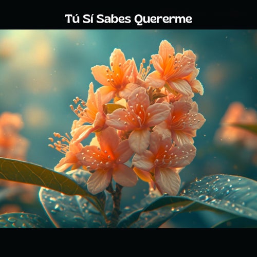 Tú Sí Sabes Quererme