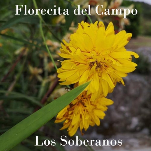 Florecita del Campo