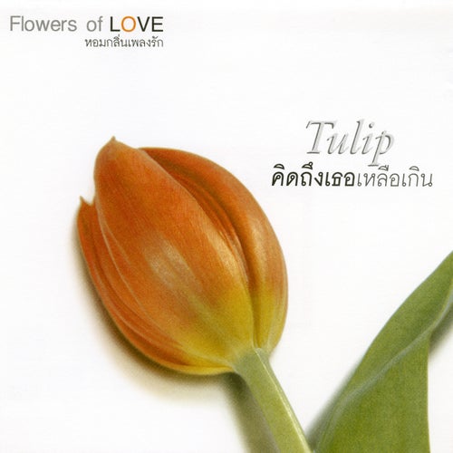 FLOWERS 4 Tulip คิดถึงเธอเหลือเกิน