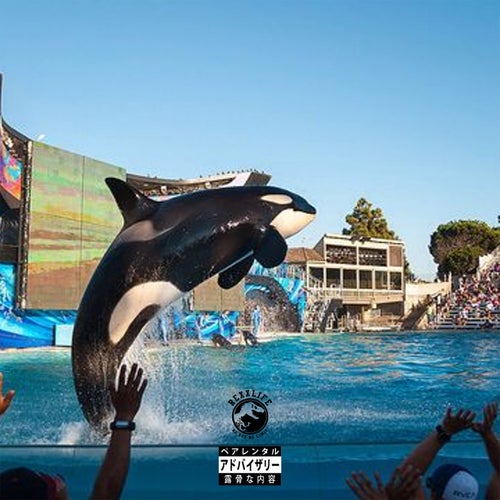 Killer Whale Show