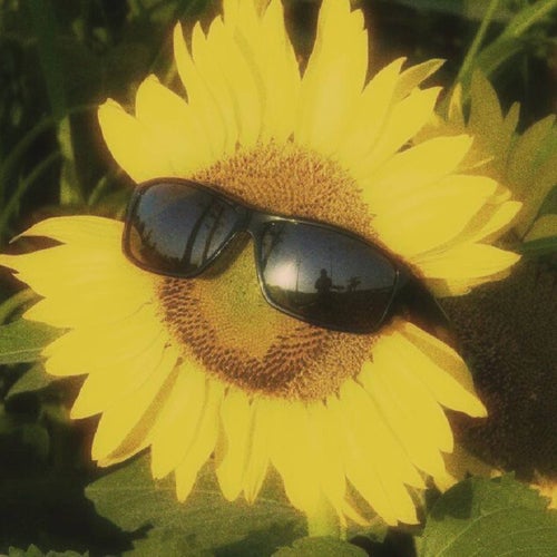 Sunshine