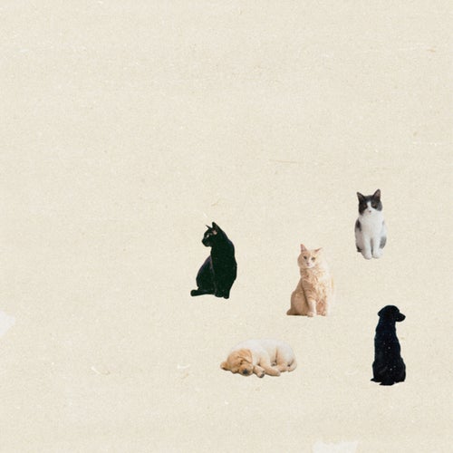 Cats and dogs