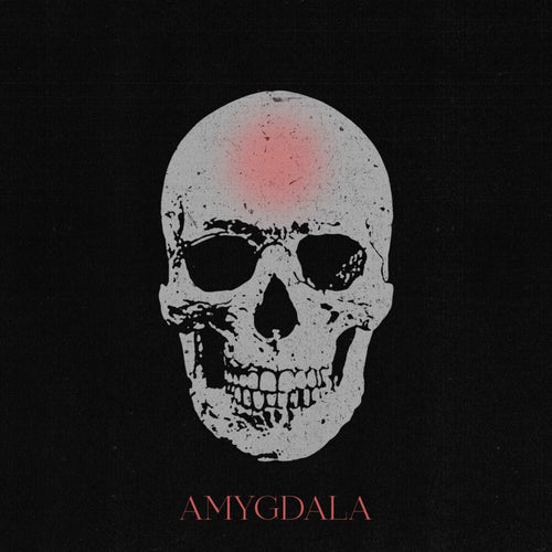 Amygdala