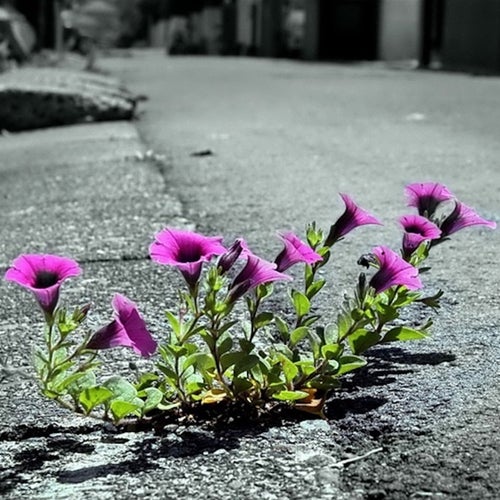 Concrete Bloom