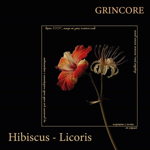 Hibiscus - Licoris