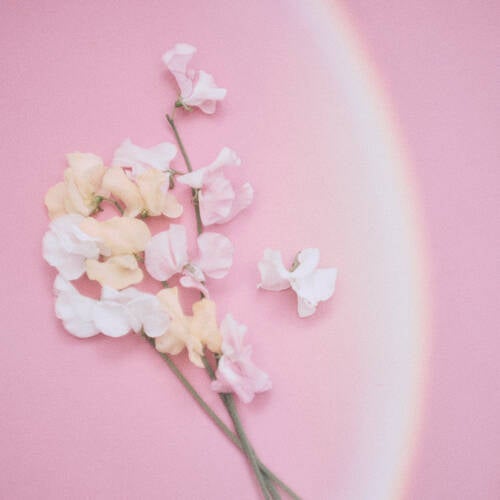 sweet pea