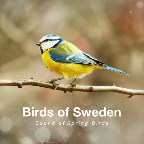 Sound of Spring Birds