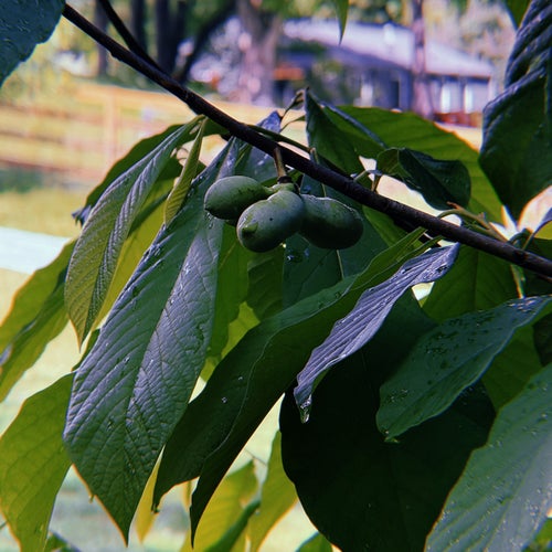 Pawpaw