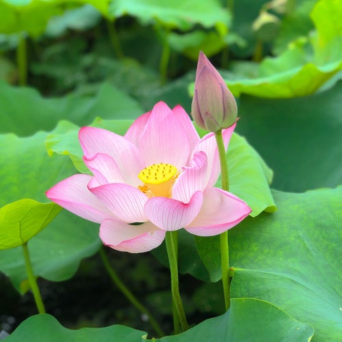 你是風，溫柔的風