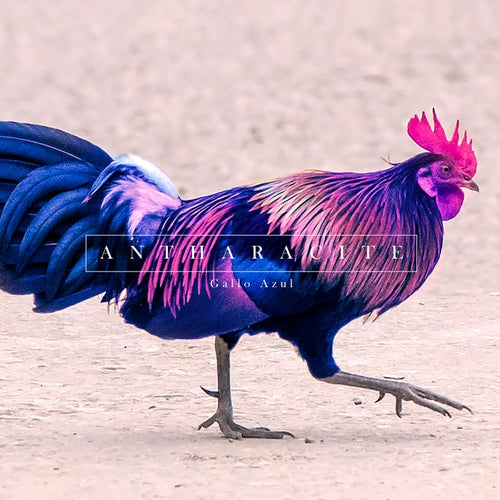 Gallo Azul