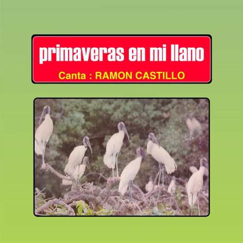 Primaveras En Mi Llano