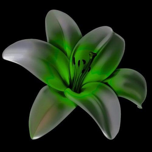 Lilium 3