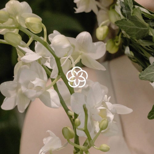 Orchid