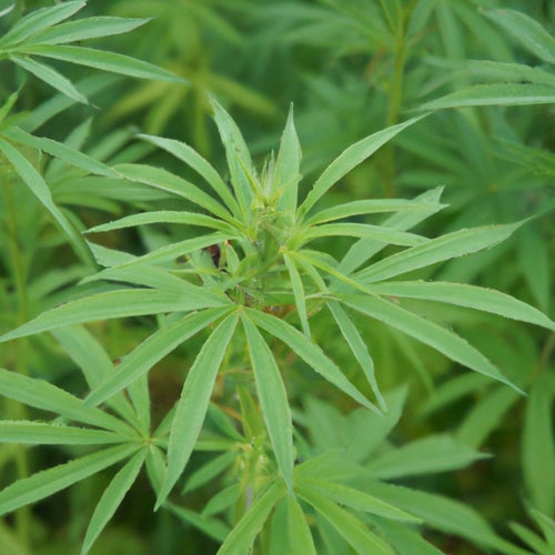 Hemp