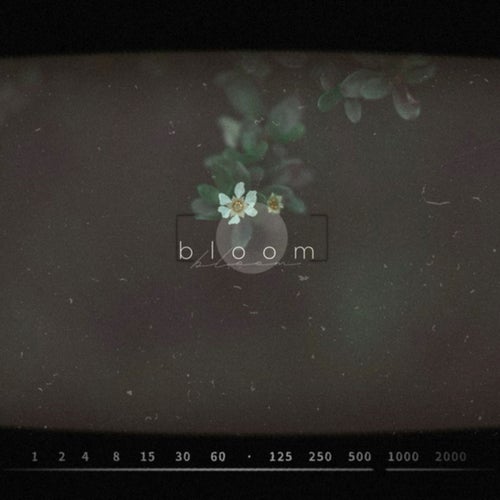 Bloom