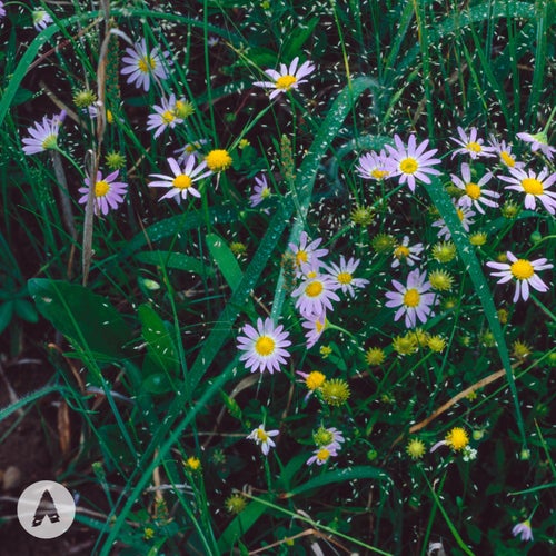 Garden of Flowers