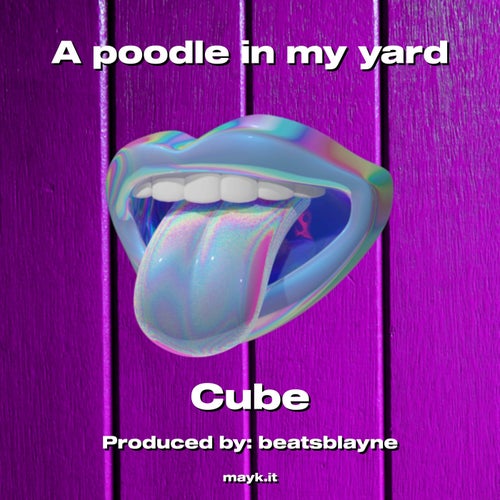 A poodle in my yard