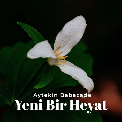 Yeni Bir Heyat